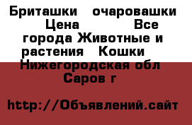 Бриташки - очаровашки.  › Цена ­ 3 000 - Все города Животные и растения » Кошки   . Нижегородская обл.,Саров г.